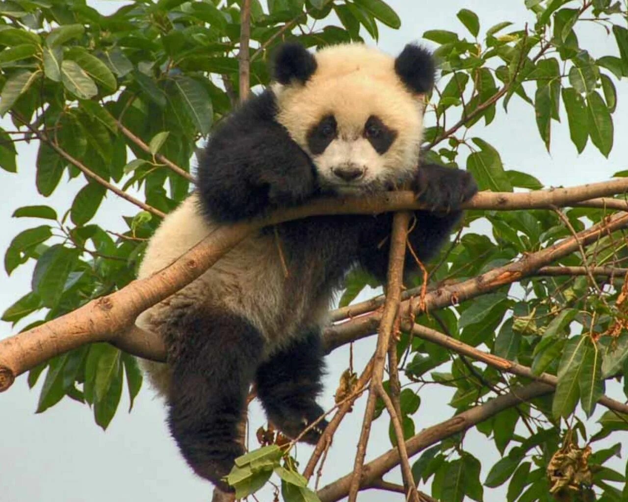 Il n'existe pas une mais deux espèces de pandas roux ! Red panda, Cute animals, 