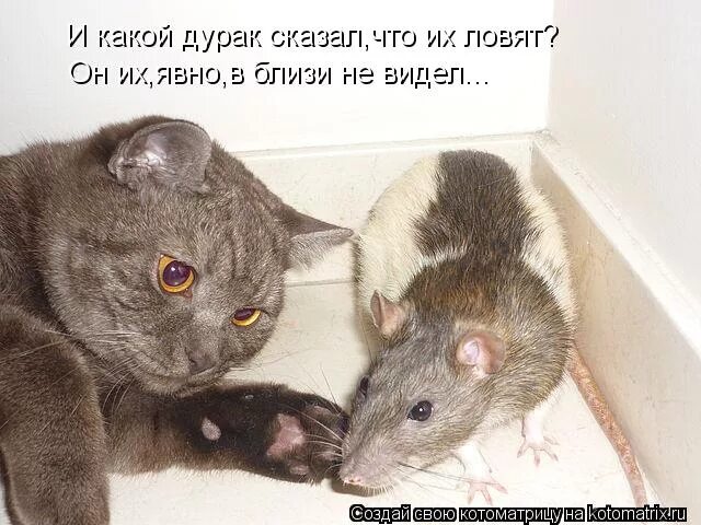 Какой дурачок. Поймал мыша ешь не спеша. Поймал мыша. Кошка дурочка. Бывают зелёные мыши.