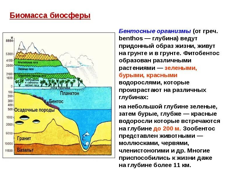 Ведущая роль в биосфере. Биомасса биосферы. состав и функции биосферы. придонный образ жизни. функции биомассы в биосфере.