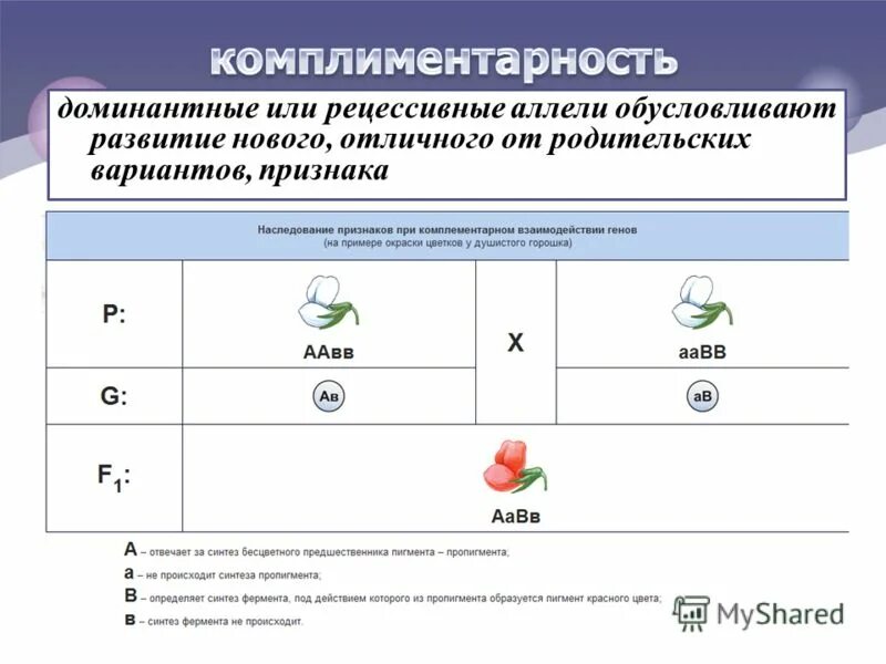 Взаимодействие аллельных генов полное доминирование