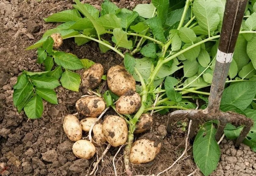 Выросший карт. Картофель родриго ботва. куст картошки. картошка на грядке. картошка растет.