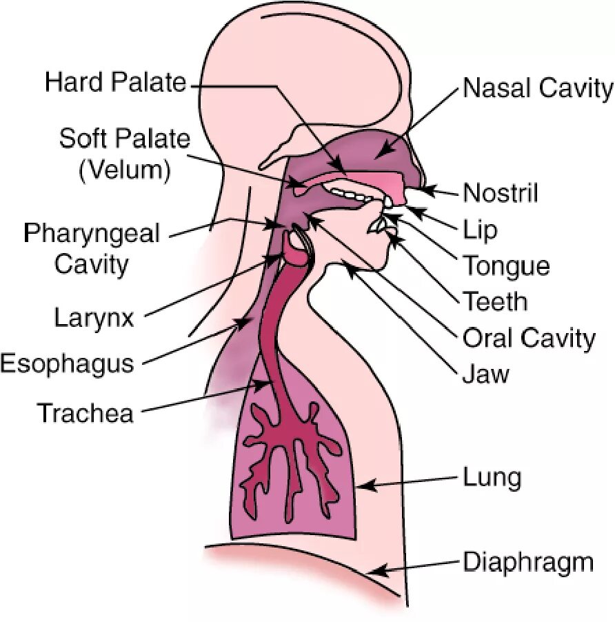 Passive organs of speech. Articulation apparatus. power mechanism. organs of speech articulation. organs of speech phonetics.