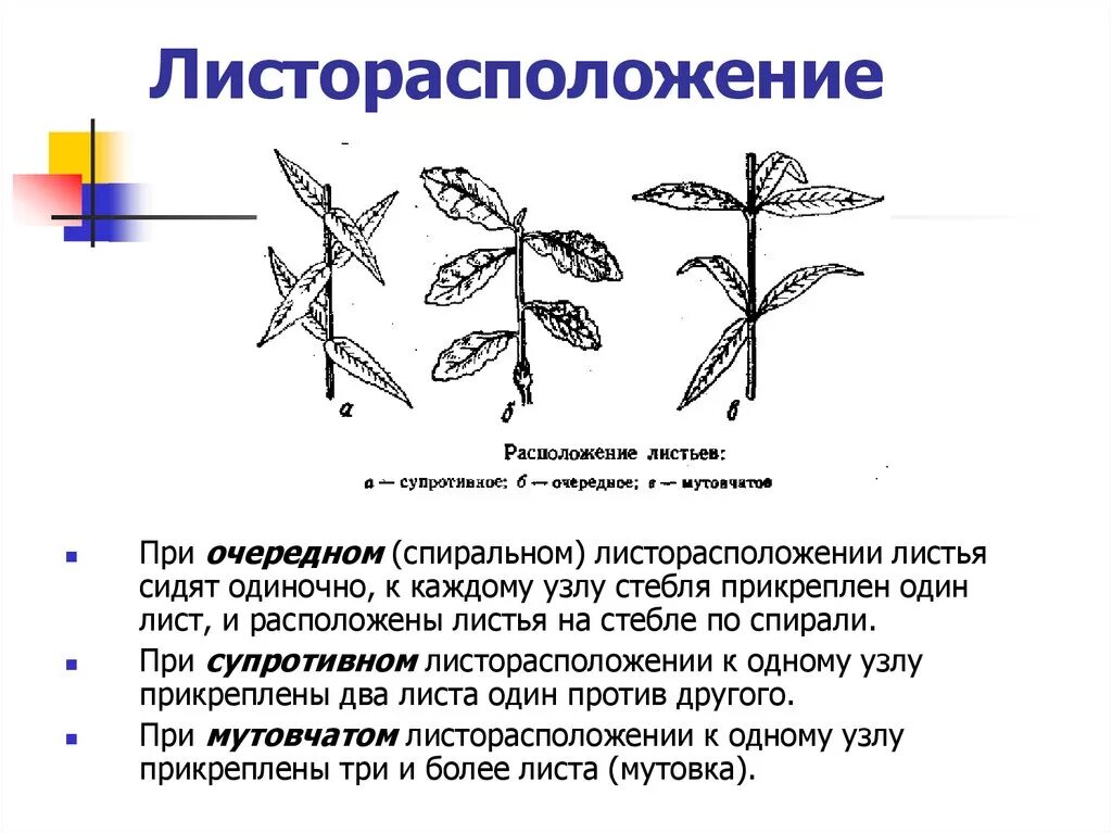 Чем отличаются разные листорасположения: найдено 90 изображений