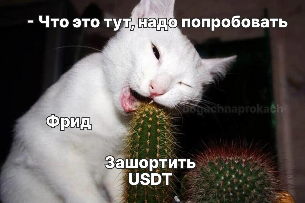 Ели ежиков кололись. Мыши продолжали есть кактус. мыши плакали кололись но продолжали есть кактус. плакали но продолжали жрать кактус. ёжики кололись и плакали но продолжали есть кактус.