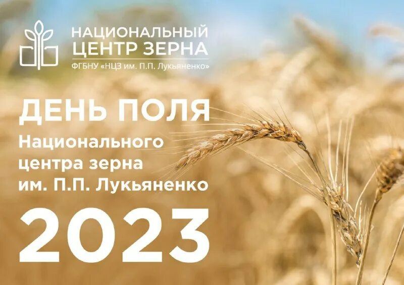 баланс по озимая пшеница ,озимый ячмень,кукуруза,подсолнух. центр зерна имени лукьяненко. монолит озимой пшеницы. национальный центр зерна имени п. центр зерна имени лукьяненко.