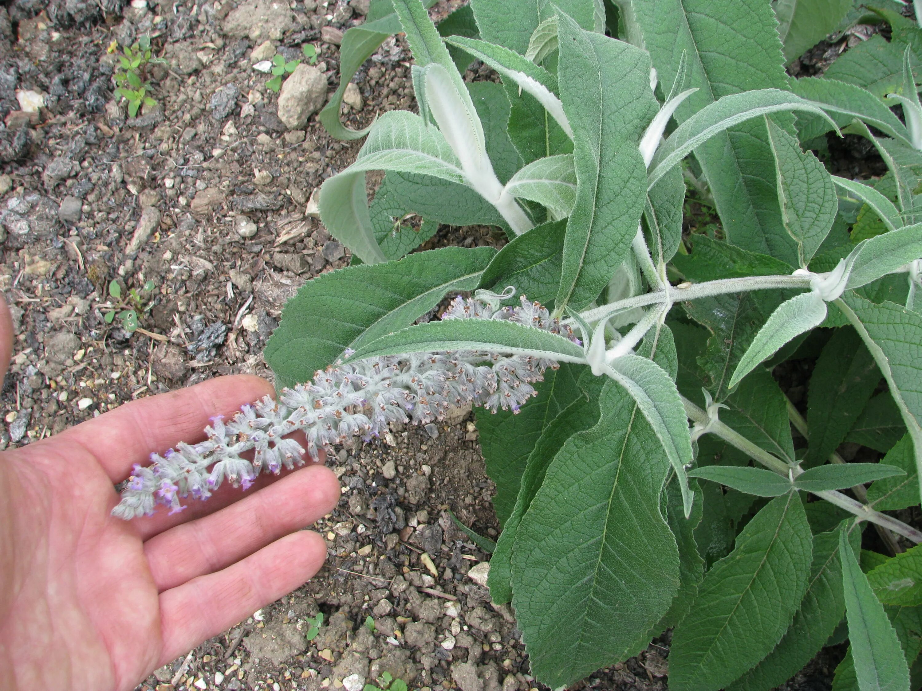 Буддлея Давида рассада. Buddleja Nivea. Буддлея Давида Росток. Буддлея Давида семена.