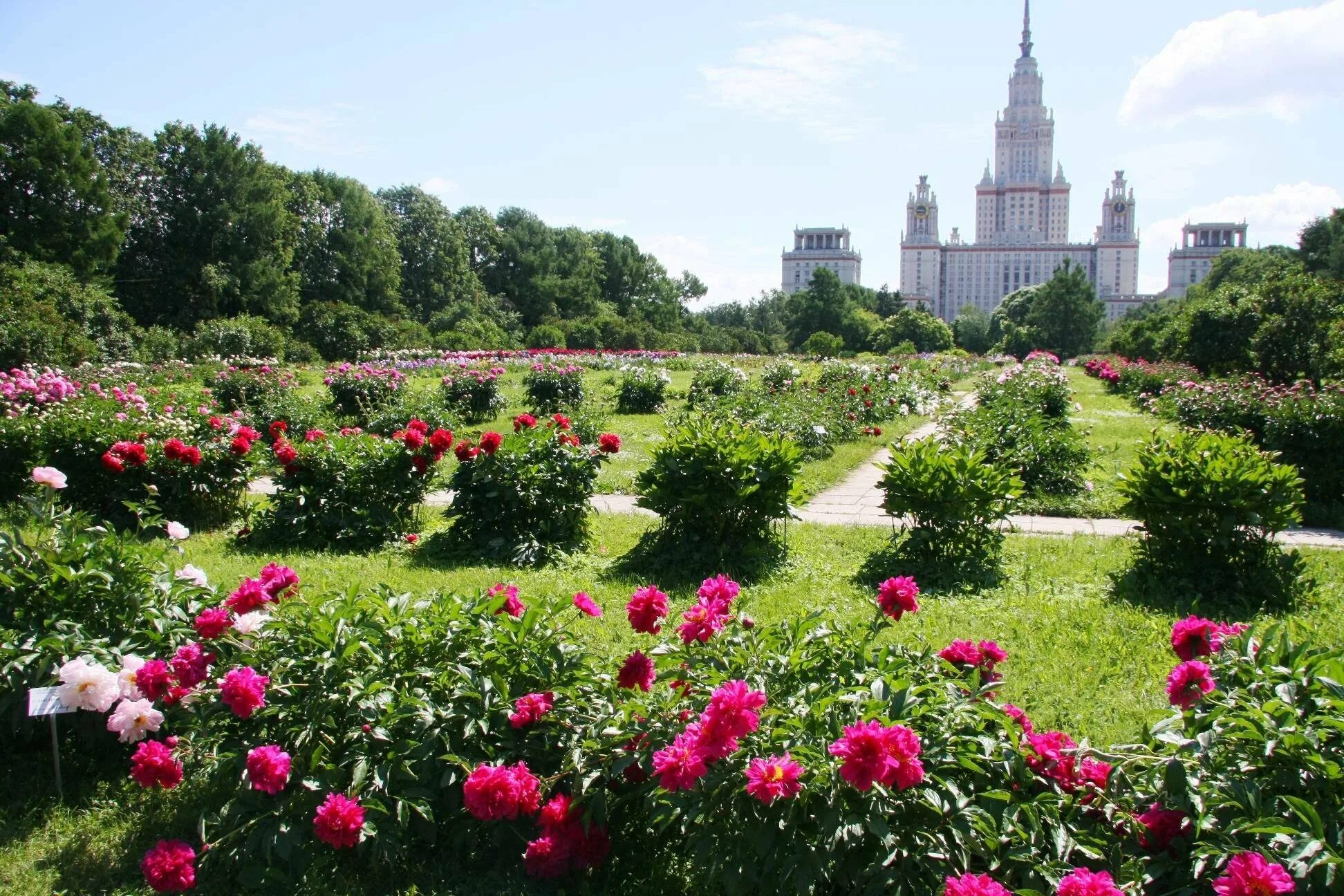 Ботанический сад МГУ Москва. Ботанический сад Москва МГУ Ломоносов. Ботанический сад биологического факультета МГУ. Ботанический сад МГУ имени м. в. Ломоносова «Аптекарский огород». Красивый парк рядом