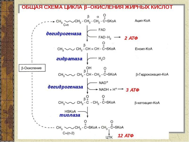 Окисление в биосинтезе. Реакции b окисления жирных кислот. Бета окисление жирных кислот формула. Липолиз и бета окисление жирных кислот. Бета окисление жирных кислот на примере пальмитиновой кислоты.