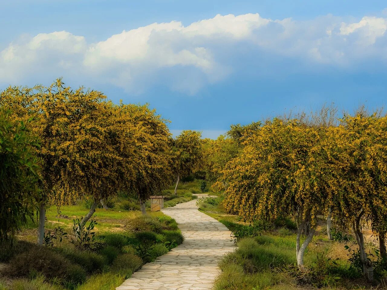 Абхазия Сухум Мимозовая роща. Мимозовый сад Абхазия. Цветение мимозы в Абхазии. Дерево мимозы в Абхазии. Мимоза в абхазии фото