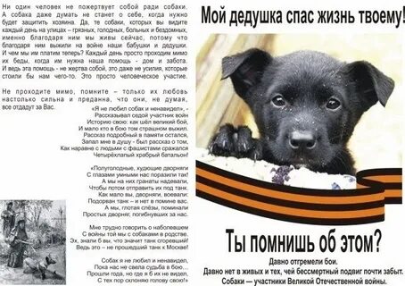 Песня собаку нельзя
