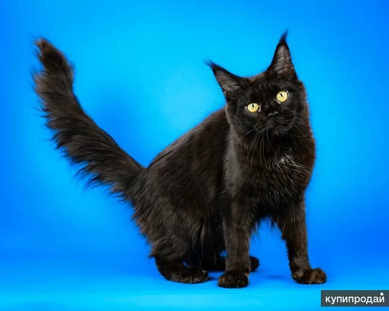 Черные мейн куны котята. Окрас мейн куна окрас черный солид. Черный солид с рыжим мейн кун. Черный котенок мейн куна. Мейн кун черный девочка.