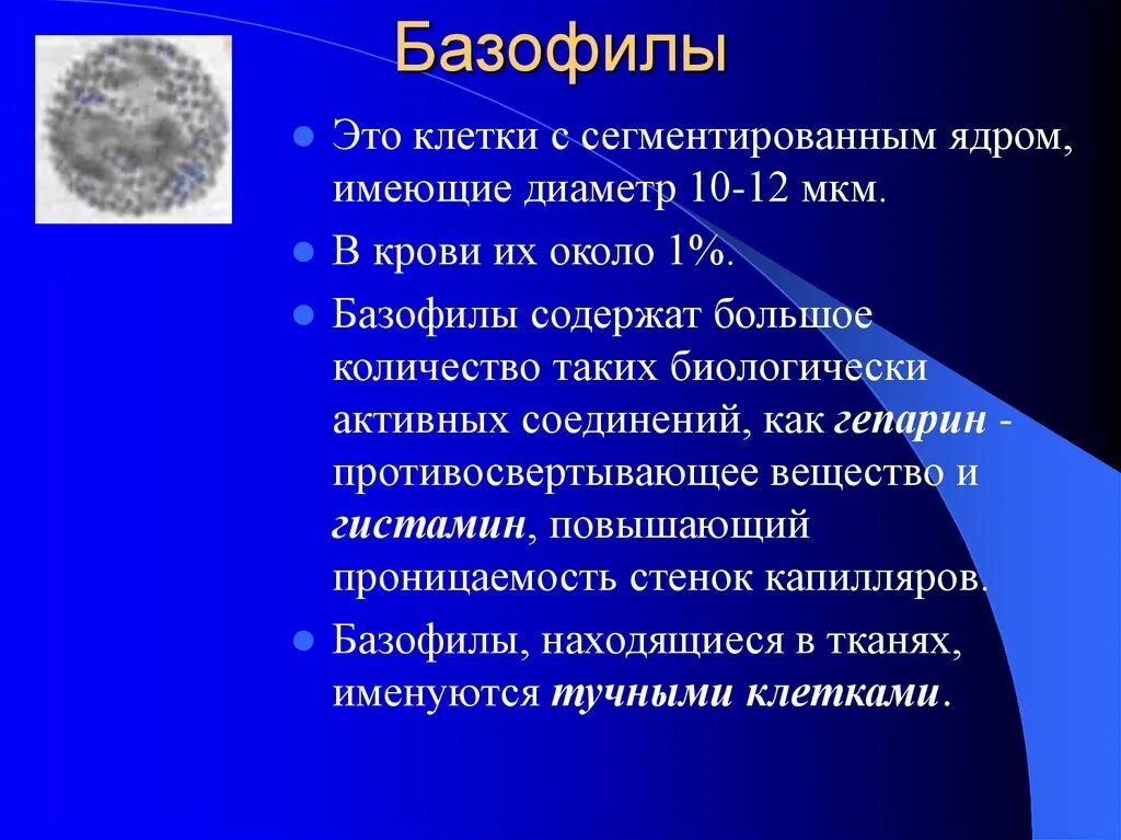 Почему повышенные базофилы. Базофилы. Базофилы клетки. Строение базофилов крови. Характеристика базофилов крови.