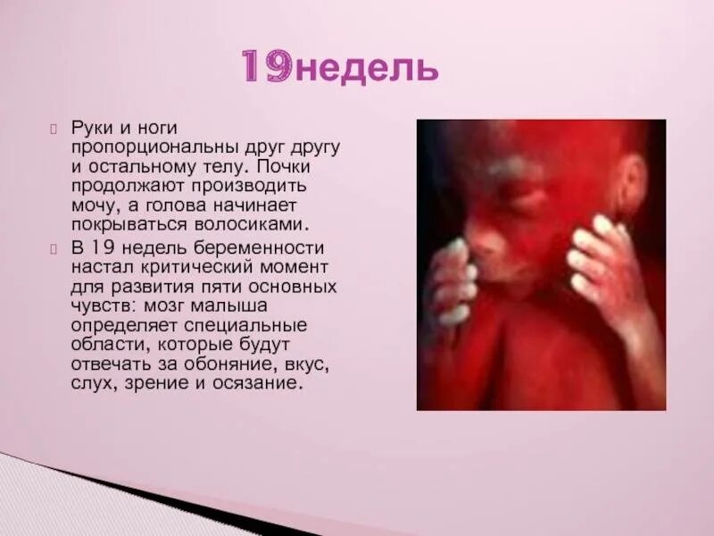 19 недель 3 дня. Размер ребенка на 19 неделе беременности. эмбрион человека 19 недель.