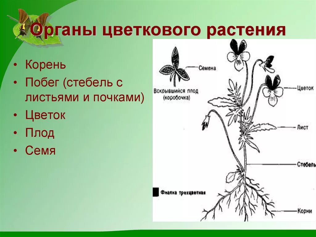 Рисунок внешнее строение растения