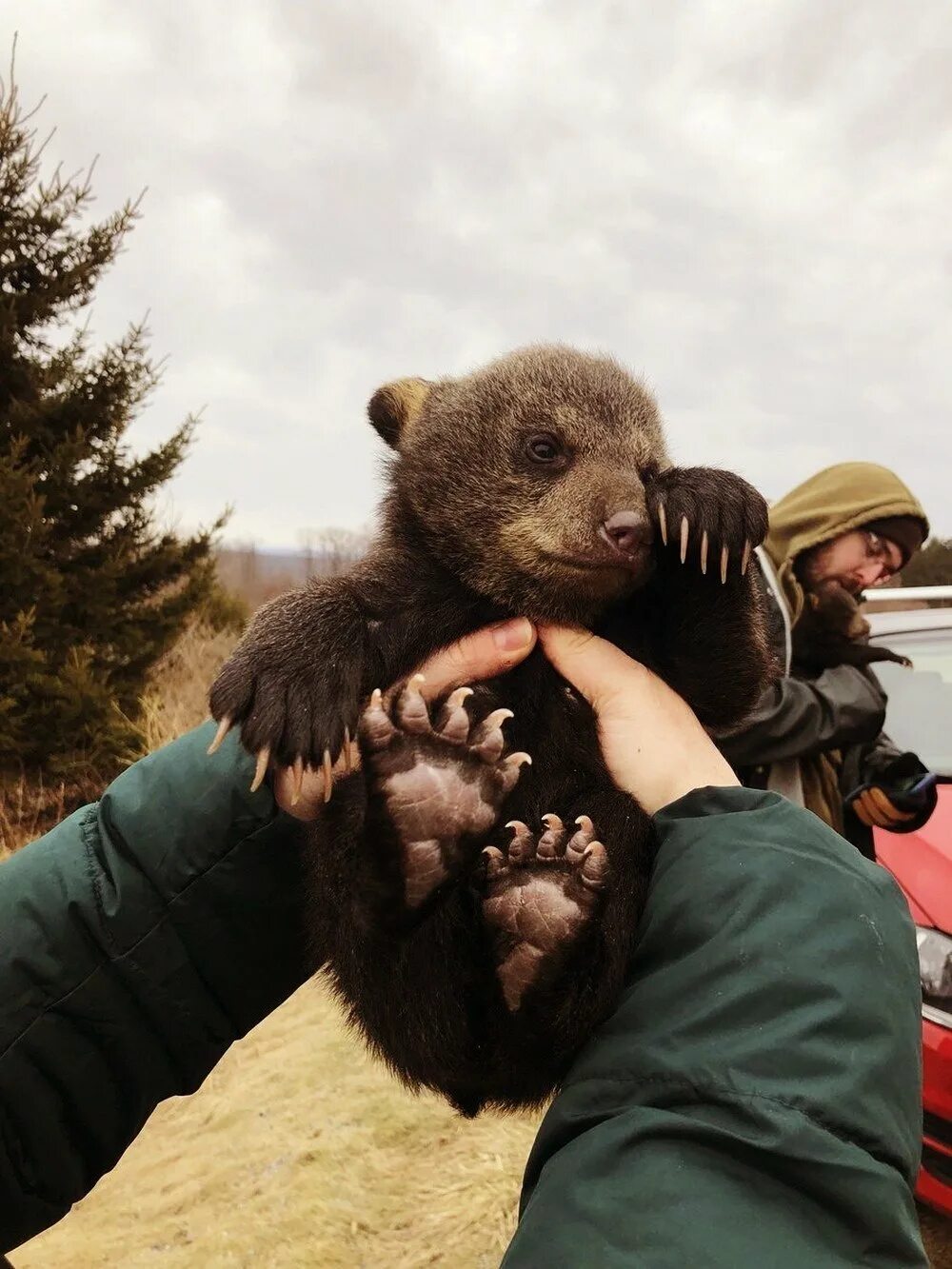милые медвежата. маленькие медвежата очень забавны. маленькие медвежата очень забавны. спящие медвежата. медвежата фото.