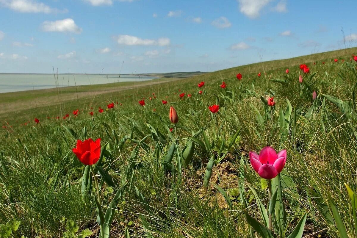 Дикие тюльпаны в ростовской области. Цветение тюльпанов в Ростовском заповеднике. Заповедник Ростовский тюльпановые поля. Заказник Ростовский тюльпаны. Ростовский заповедник тюльпаны.