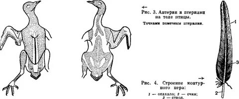 Птица без кожи