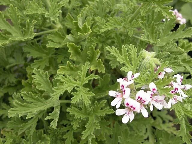 Как цветет душистая герань фото Лимонная пеларгония купить в Горячем Ключе, цена 100 руб., продано 24 декабря