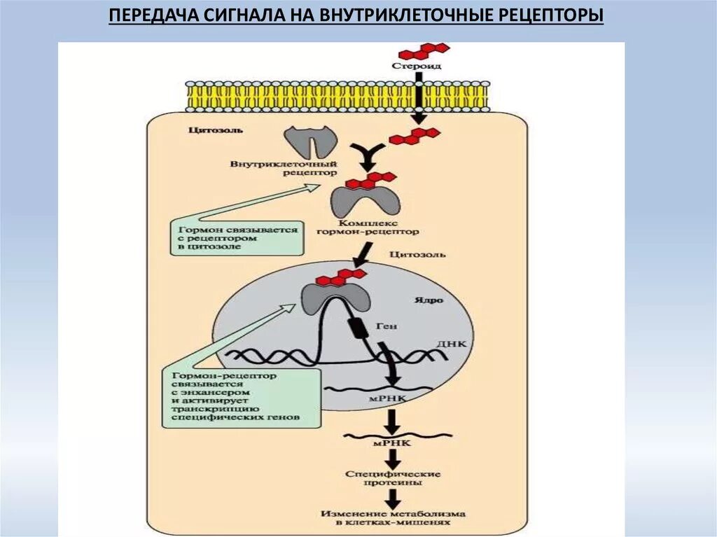 Преобразование сигнала. Медицинское значение сигнальных молекул. Механизм зрительной трансдукции. Сигнальная рецепторная. Рецепторная функция мембраны.