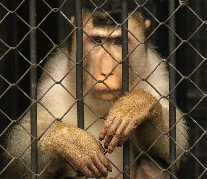 Обезьянник полицейский. Что такое обезьянник. Обезьянник в омске. Что такое обезьянник. Абхазия сухум обезьяний питомник.