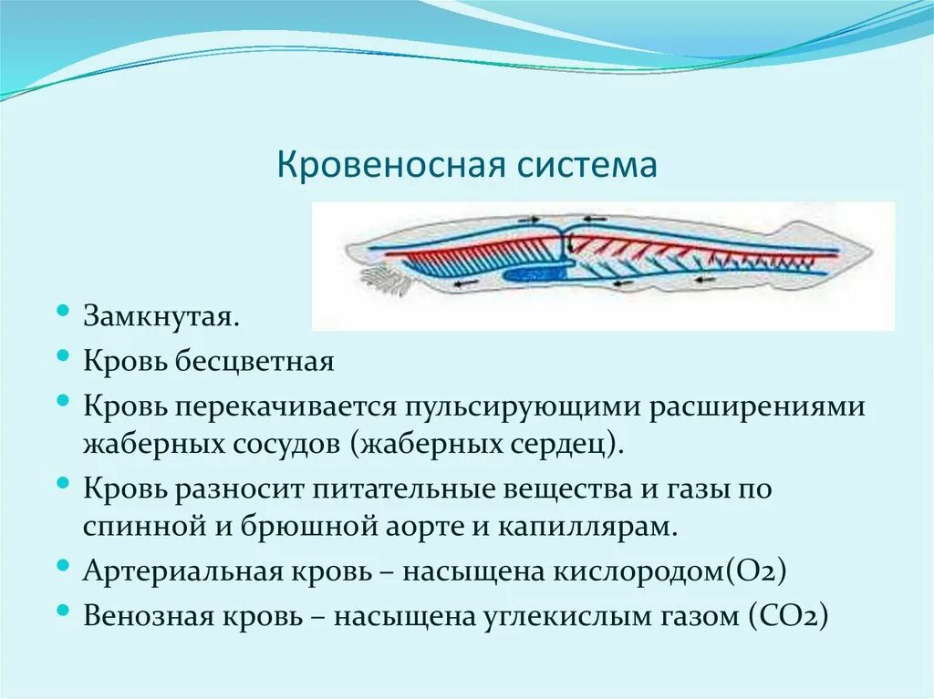 Какая кровь у хордовых. Внутреннее строение ланцетника кровеносная система. Кровеносная система бесчерепных (ланцетника). Бесчерепные Хордовые кровеносная система. Сердце у ланцетника двухкамерное.