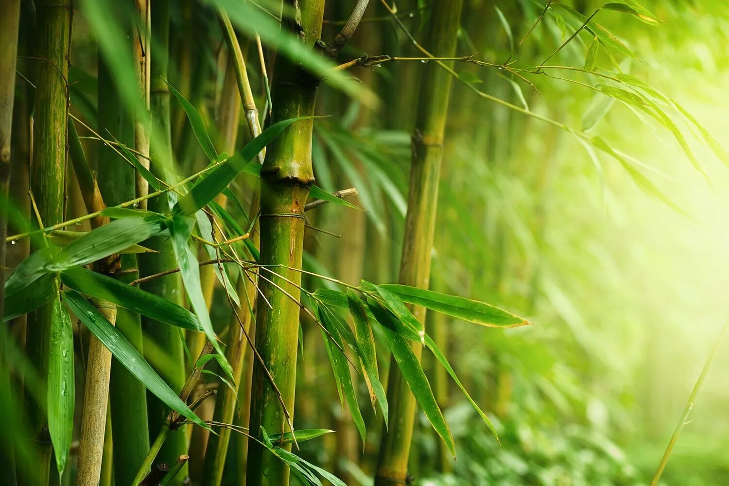 Бамбук это растение. Серебристый бамбук, Bamboo Green, Bambusgruen. Бамбуковый лес Геншин. Листья бамбука. Фотообои бамбук.