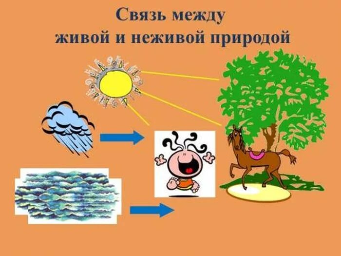 Схема связи живой и неживой природы 2 класс окружающий мир. Взаимосвязь живой и неживой природы. Связь между живой и неживой природой схема. Связь между живой и неживой природой. Природные связи между объектами