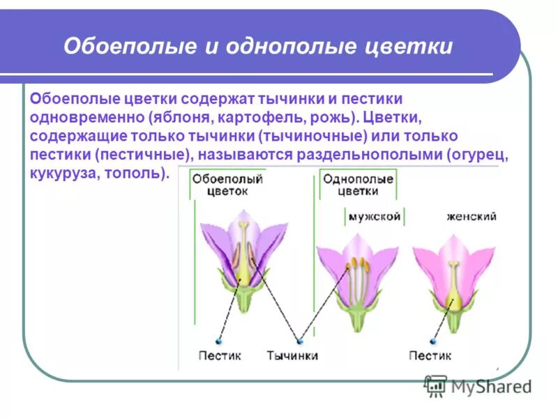 Обоеполые раздельнополые растения