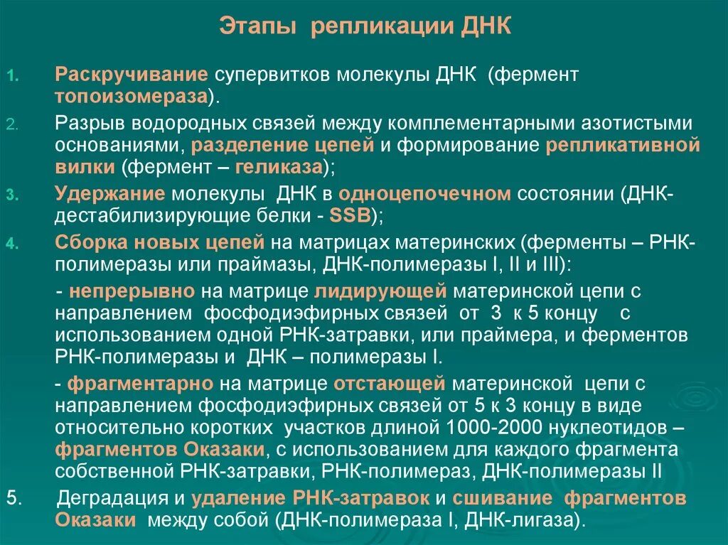 Характеристика процесса репликации