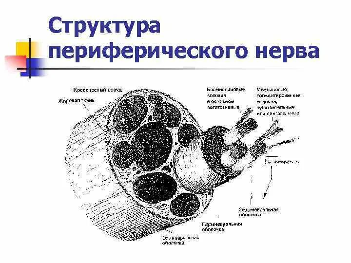 К структурам периферического нерва относят. Морфофункциональное строение периферического нерва.. Схема строения периферического нерва. Строение периферического нерва топографическая анатомия. Строение периферического нерва неврология.