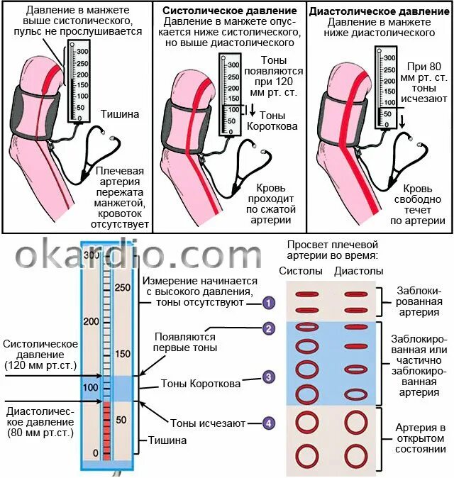 Разница ад на руках. Диастолическое давление. Систола и диастола давление. Артериальное давление систола и диастола. Нижнее диастолическое давление.