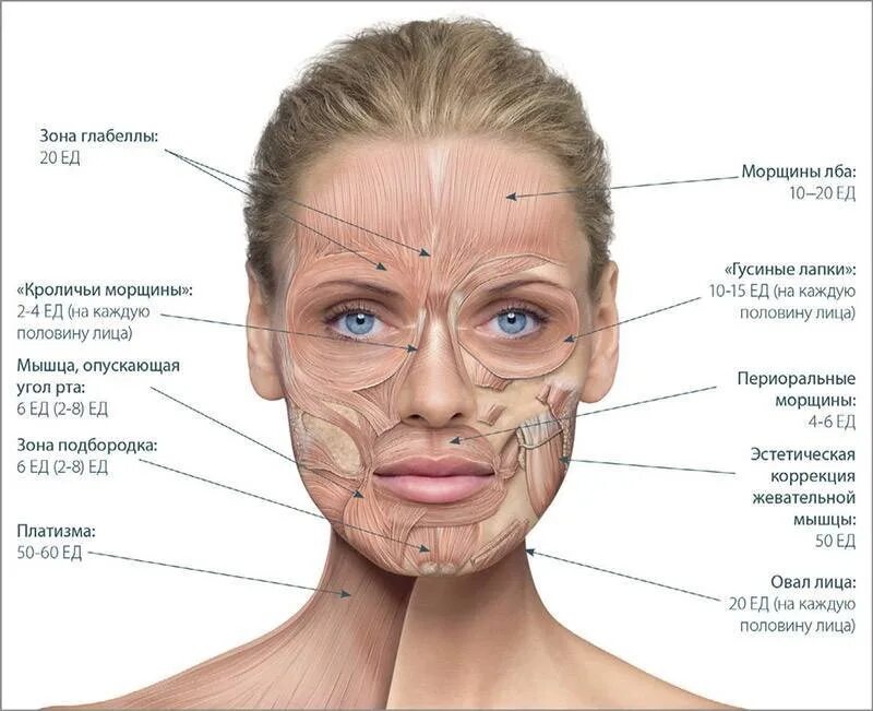 Косметология мышцы. Мышцы лица. Анатомия лица для косметологов ботокс. Схема введения диспорта. Зоны введения ботулотоксина.