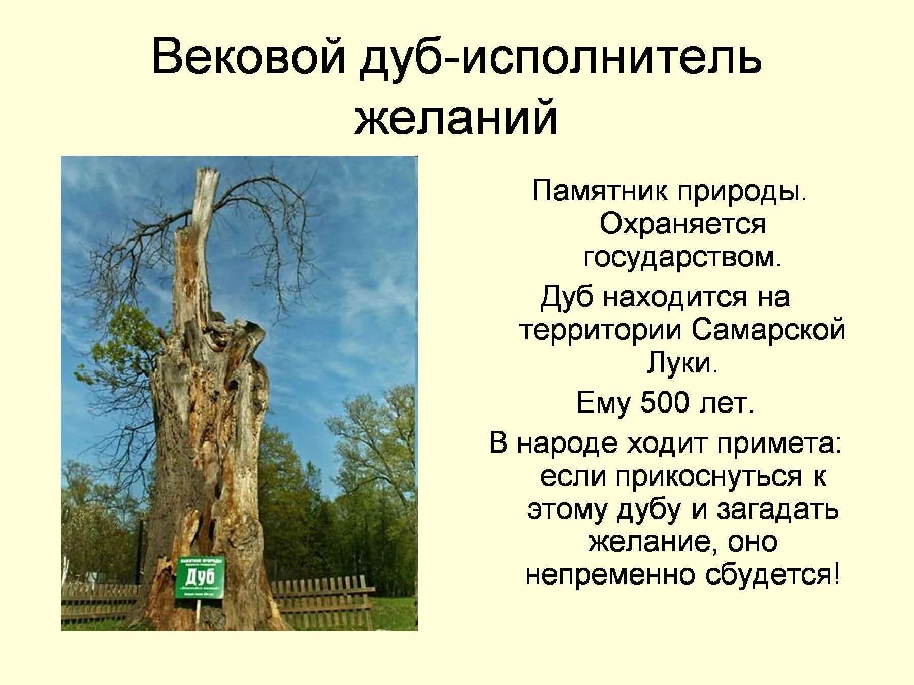 Вековой дуб исполнитель желаний в Самарской луке. Памятник природы рассказ. Сообщение о памятнике природы. Памятники природы доклад. Средний срок жизни дуба составляет около пятьсот