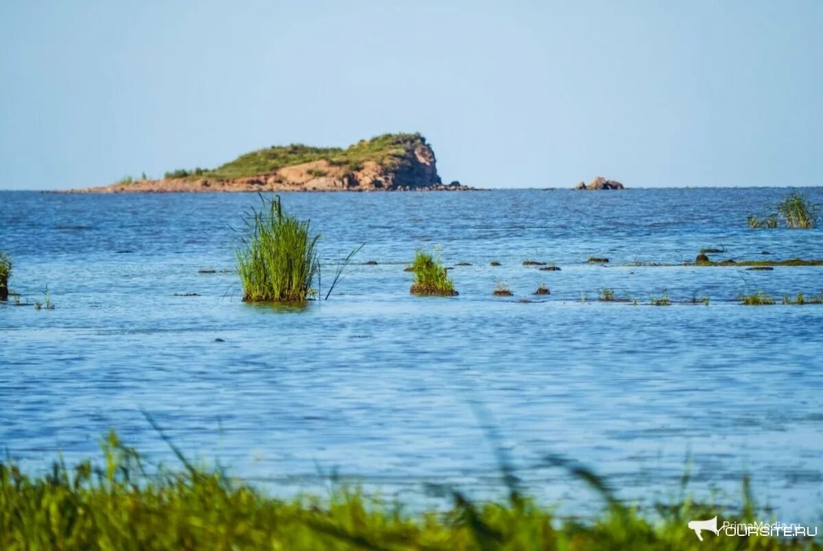 Оз. Ханка Приморский край. Озеро ханка Приморский. Озеро ханка Дальний Восток. Плавни Приморский край озеро ханка. Озеро ханка является