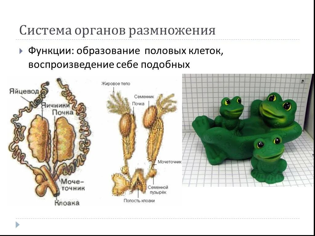 Система органов размножения функции. Система органов размножения животных органы. Функции органов размножения. Функции системы размножения. Назовите органы размножения