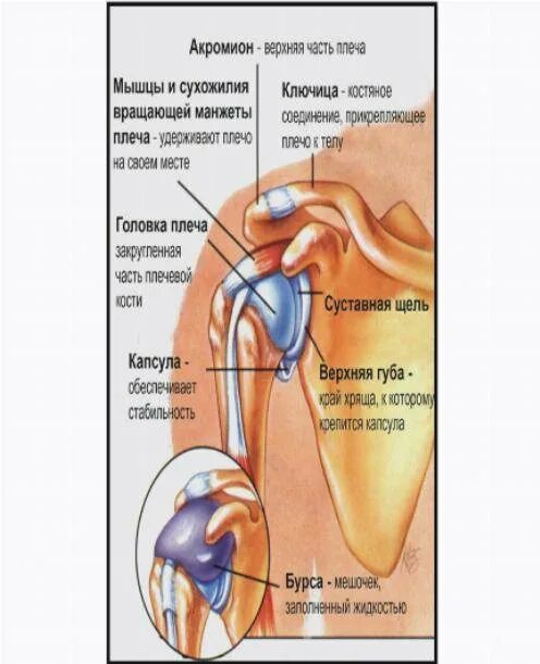 Сильно болит левое плечо. Боль в плечевом суставе левой руки.