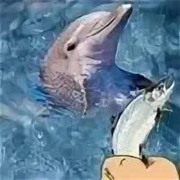 The dolphin a fish