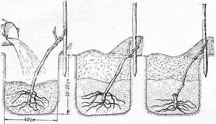 Правильная посадка винограда. Посадка Чубуков винограда весной. Высаживание черенков винограда весной. Посадка черенков винограда. Посадка винограда весной саженцами.