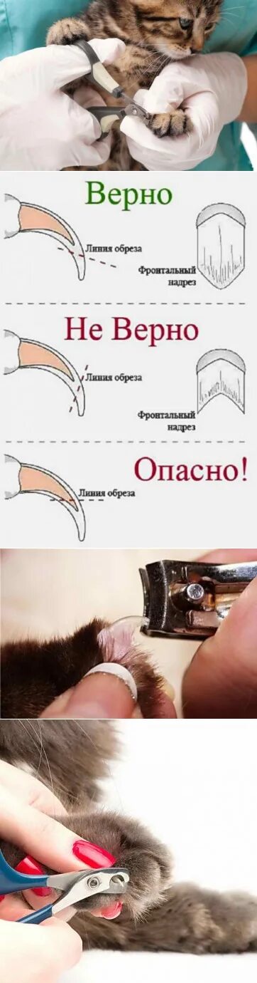 С какого возраста можно стричь когти котятам. Как стричь когти кошке. как правильно стричь когти. как подстричь когти котенку. как правильно отрезать когти кошке.