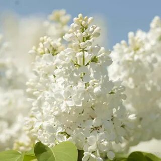 Сирень как невеста стояла вся в белом
