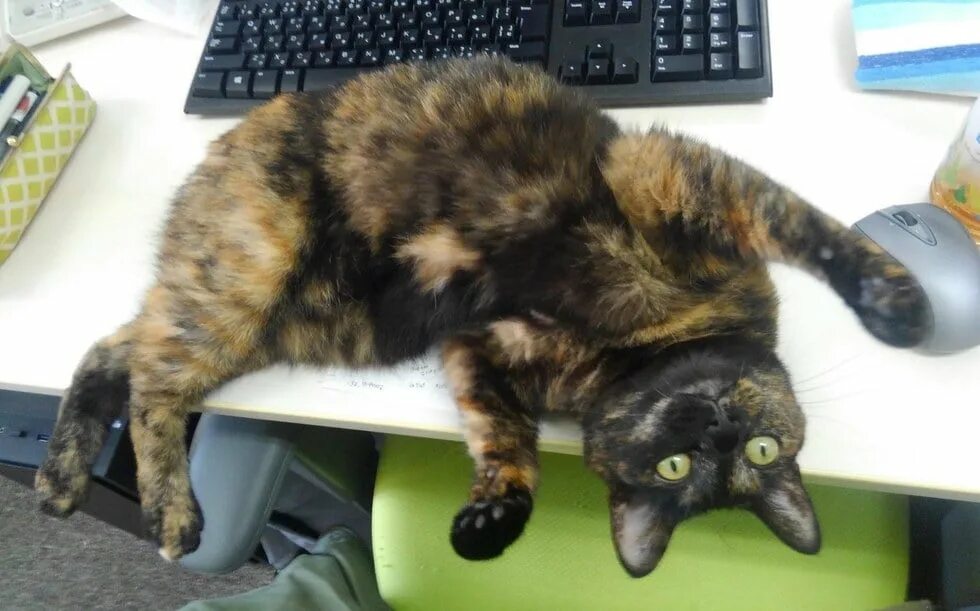 Где работает кот. Кот в офисе. офисный котик. кот на работе офисный. коты на работе.