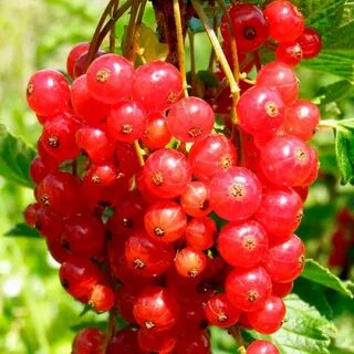 Красное уральское