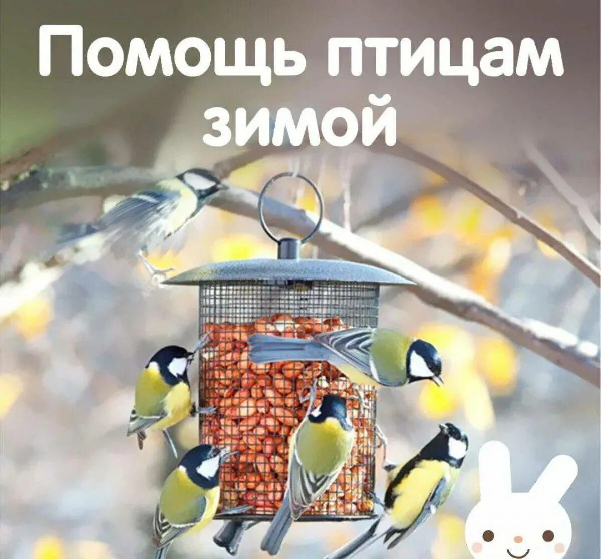 Покорми поскорей. Помощь птицам зимой. покормите птиц зимой. поможем птицам перезимовать. поможем зимующим птицам.