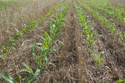 Cover crops