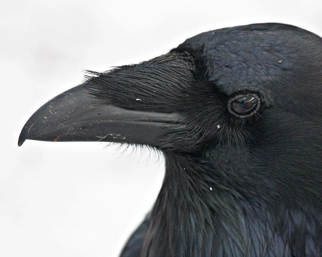 Толстоклювый ворон. Гуамский ворон. Вороний клюв. Клюв ворона. Ворон и ворона клюв