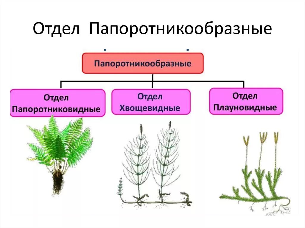 Хвощи и плауны это многолетние чаще