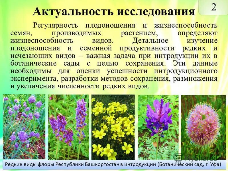 Семена каких растений сохраняют жизнеспособность меньше всего. Интродукция растений. Интродукция примеры в биологии. Виды интродукции растений. Интродукция растений природной Флоры Сибири.