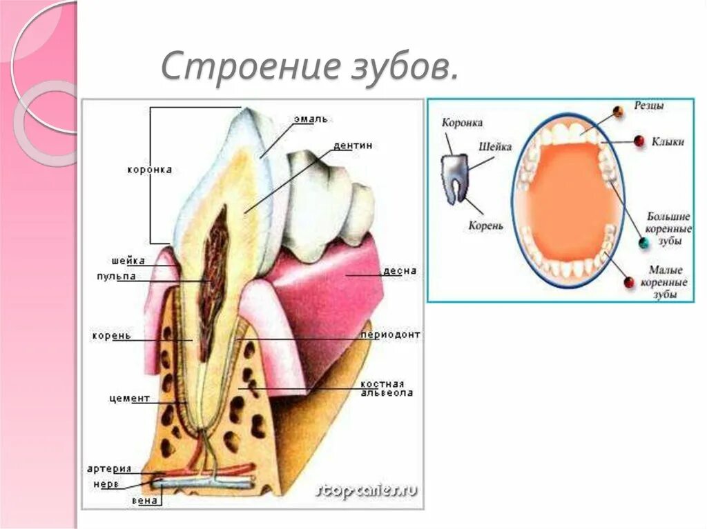 анатомическое строение зуба. снаружи зубы человека покрыты.