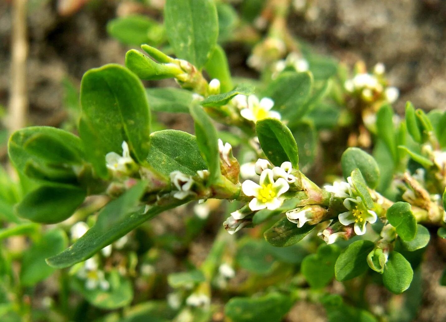 Растение птичья гречишка. Горец птичий (спорыш, гусиная трава. Спорыш (горец птичий) трава. Растение птичья гречишка. Птичья гречишка.
