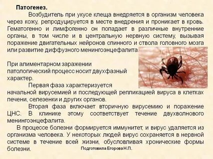 Симптомы энцефалита после укуса